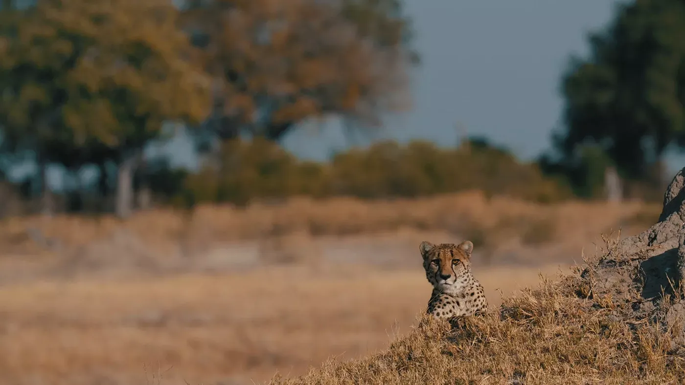 Safari em Botswana Privativo
