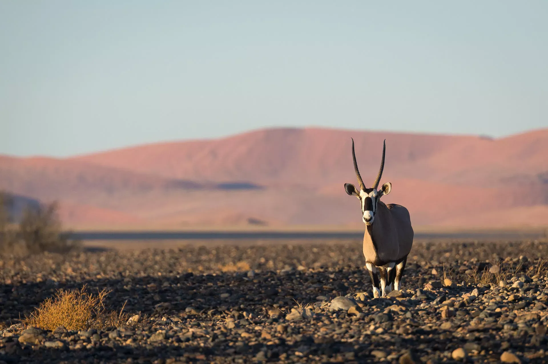 Short and Sweet Namibia by Wilderness