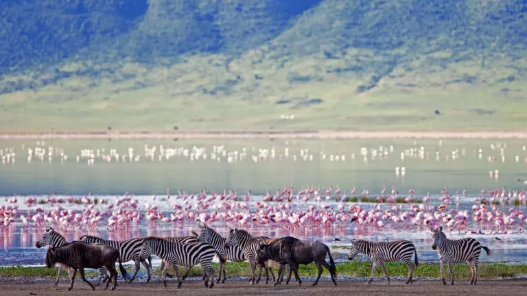 Tanzania Safari