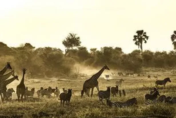 Safári em família em Botswana by AndBeyond