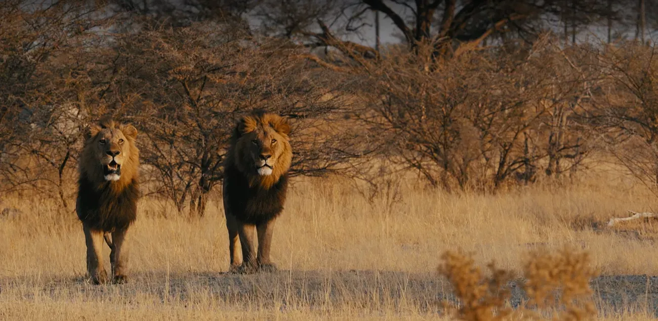 Botswana by Great Plains Conservation