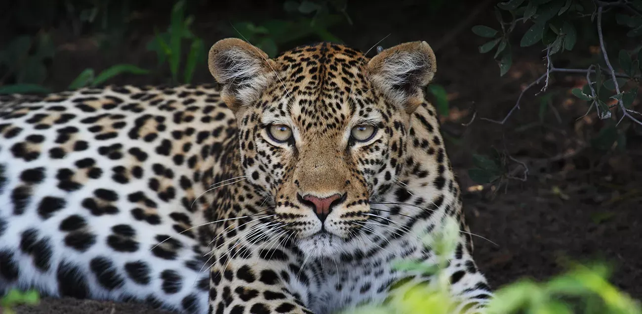 Maravilhas de Botswana