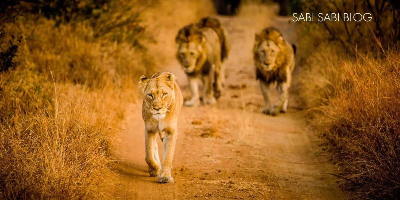 African Experience