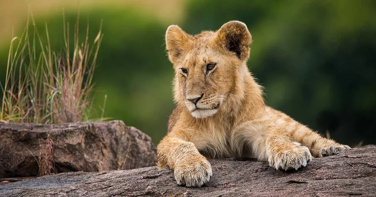 Safári Deluxe no Mara Plains Camp