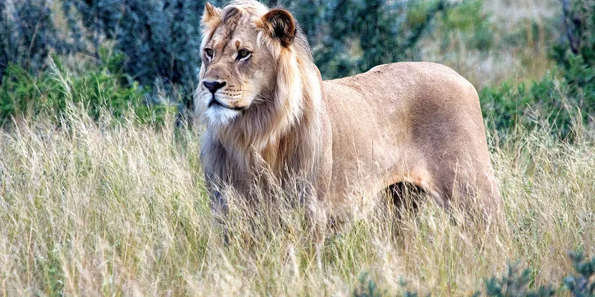 Ultimate Botswana