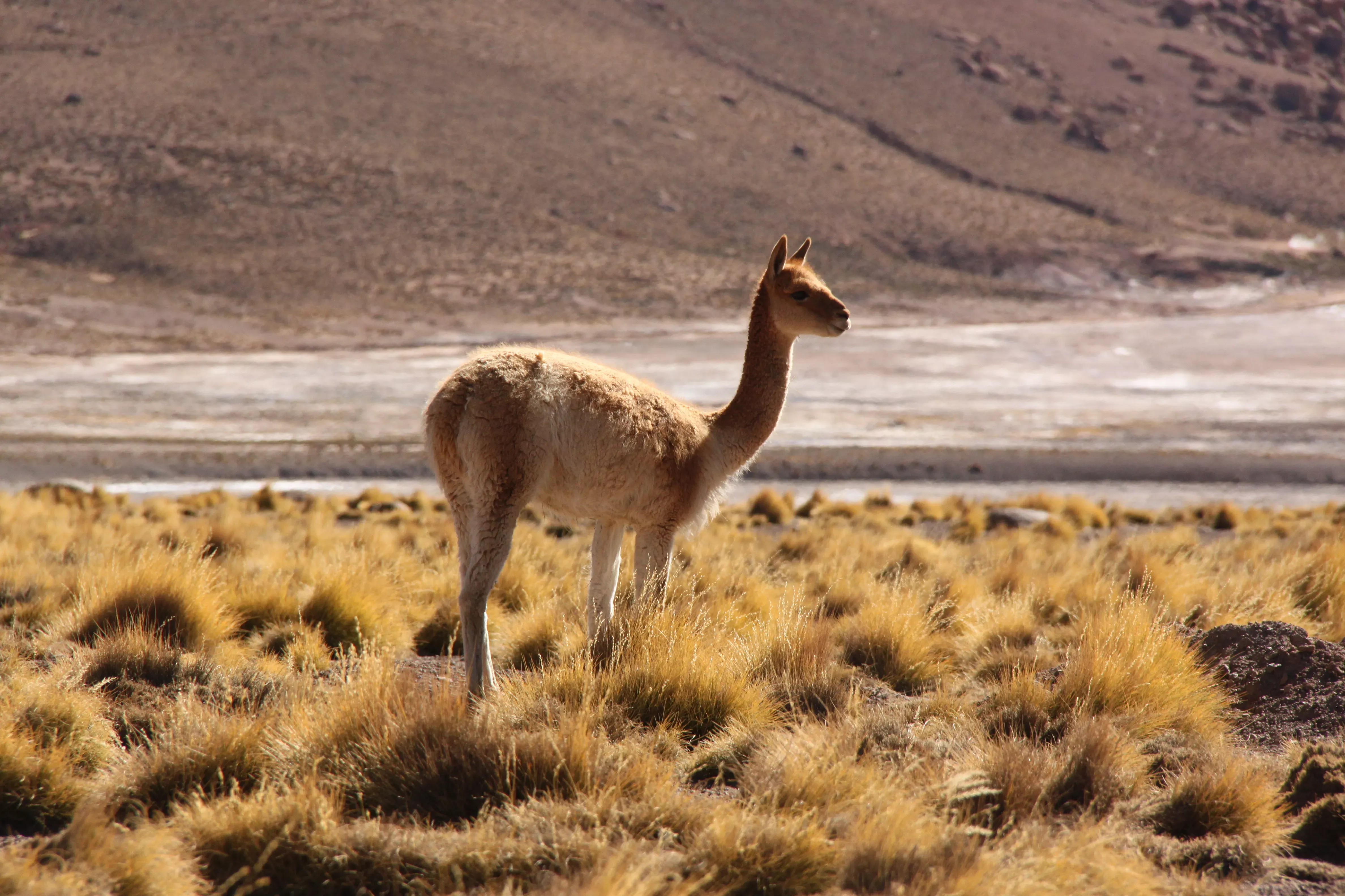 Explora Atacama
