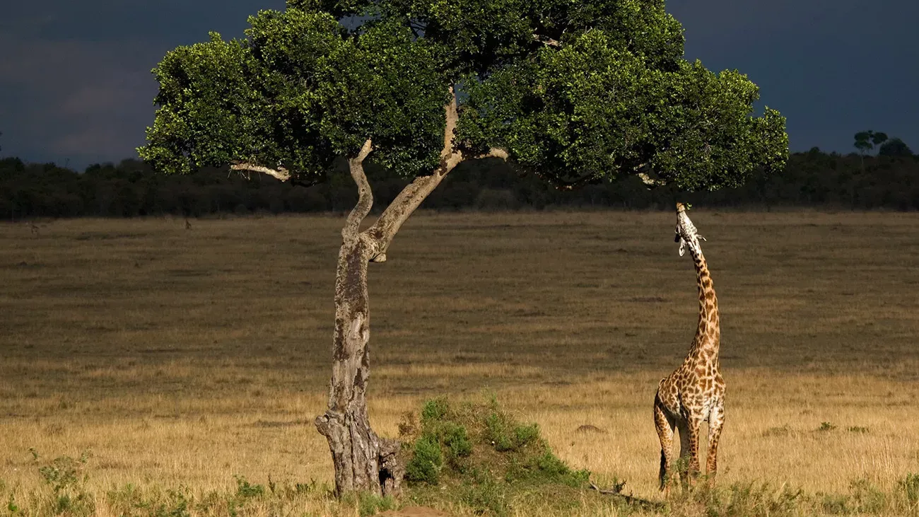 Tesouros da Tanzânia com Safári de Luxo