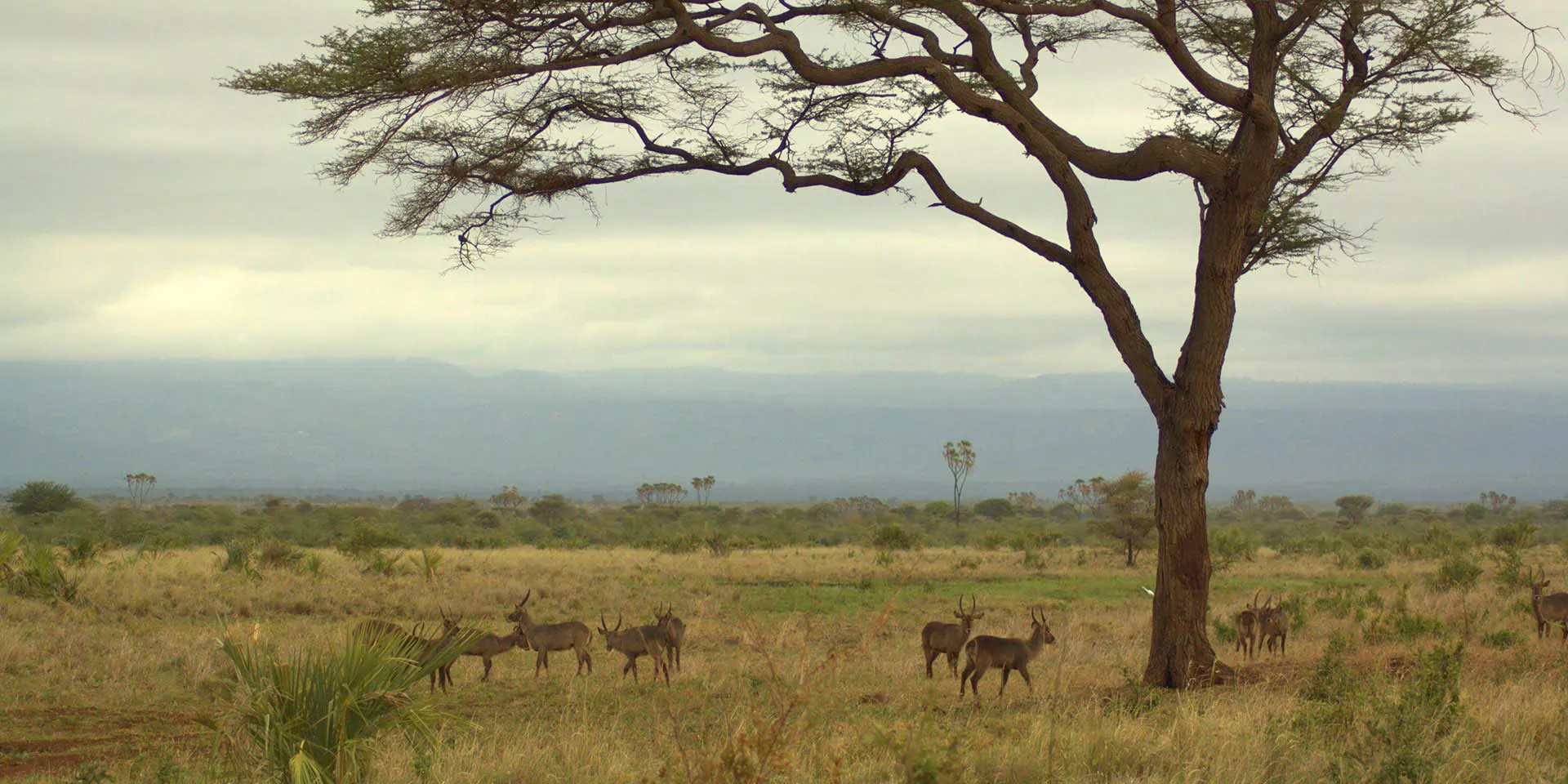 Simply Kenya & Tanzania