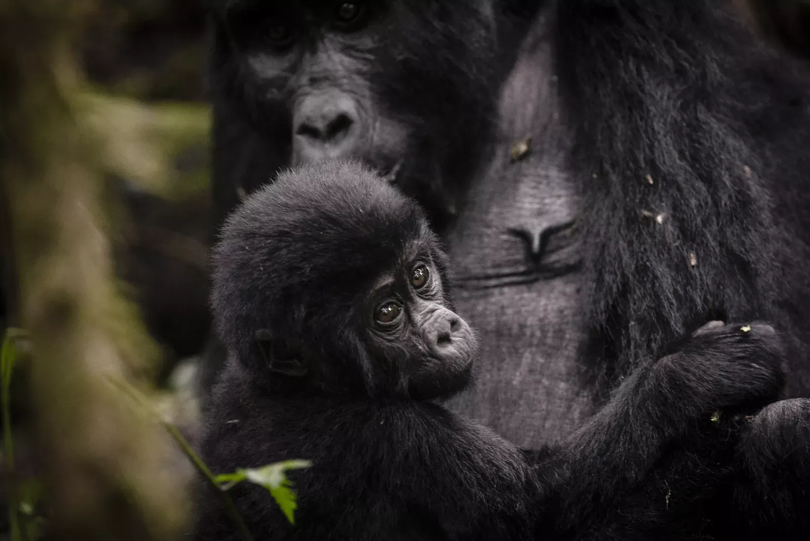 Clouds Mountain Gorilla