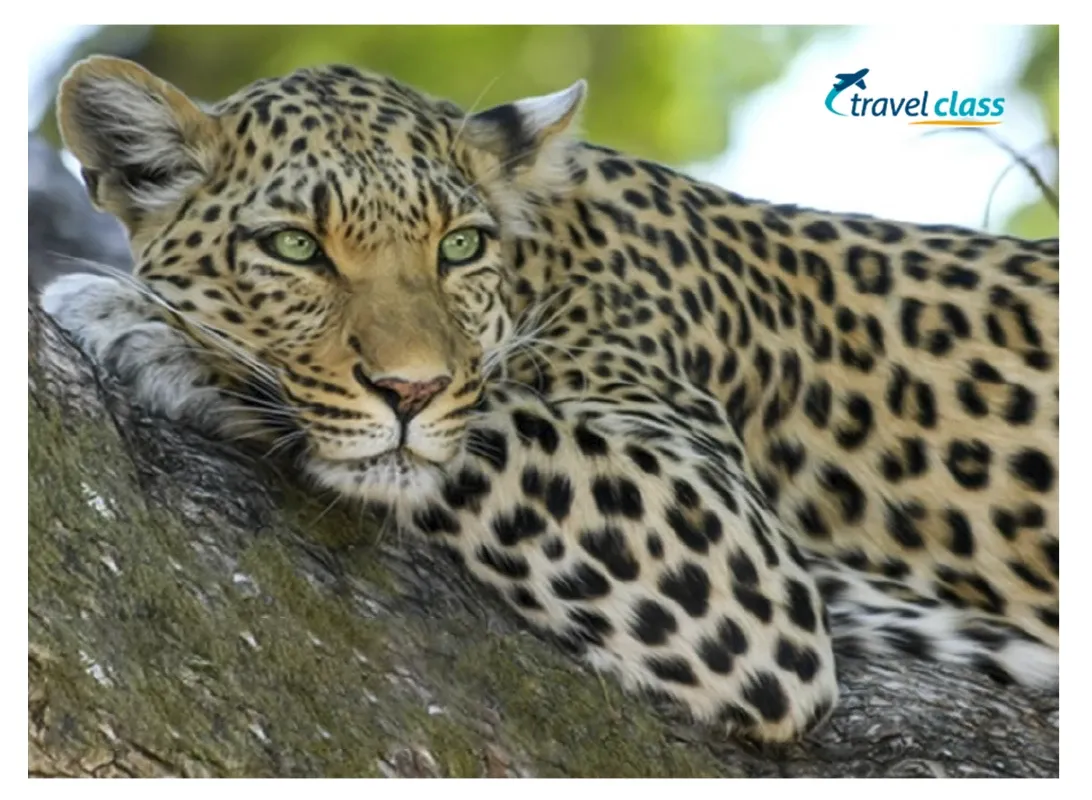 Essentially South Africa