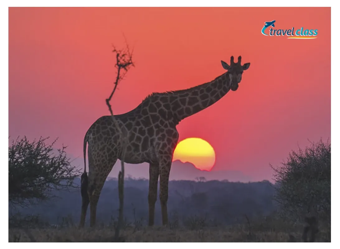 Pessoa em camelo no deserto