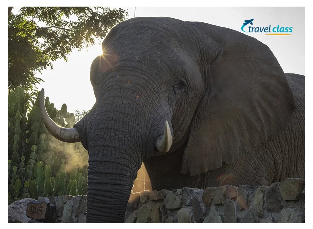Pessoa em camelo no deserto