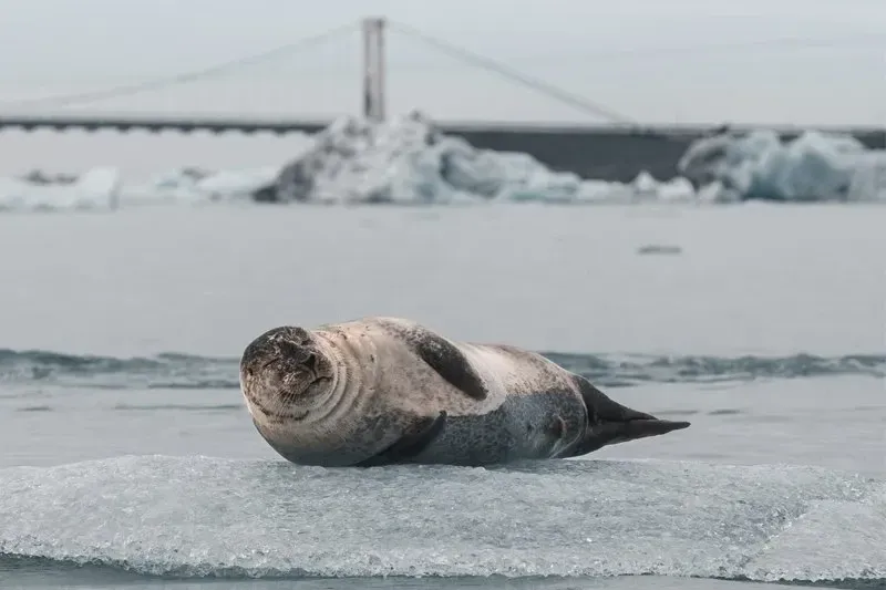 Peninsula Reykjanes, Sul da Islândia Highlights e Eclipse Solar