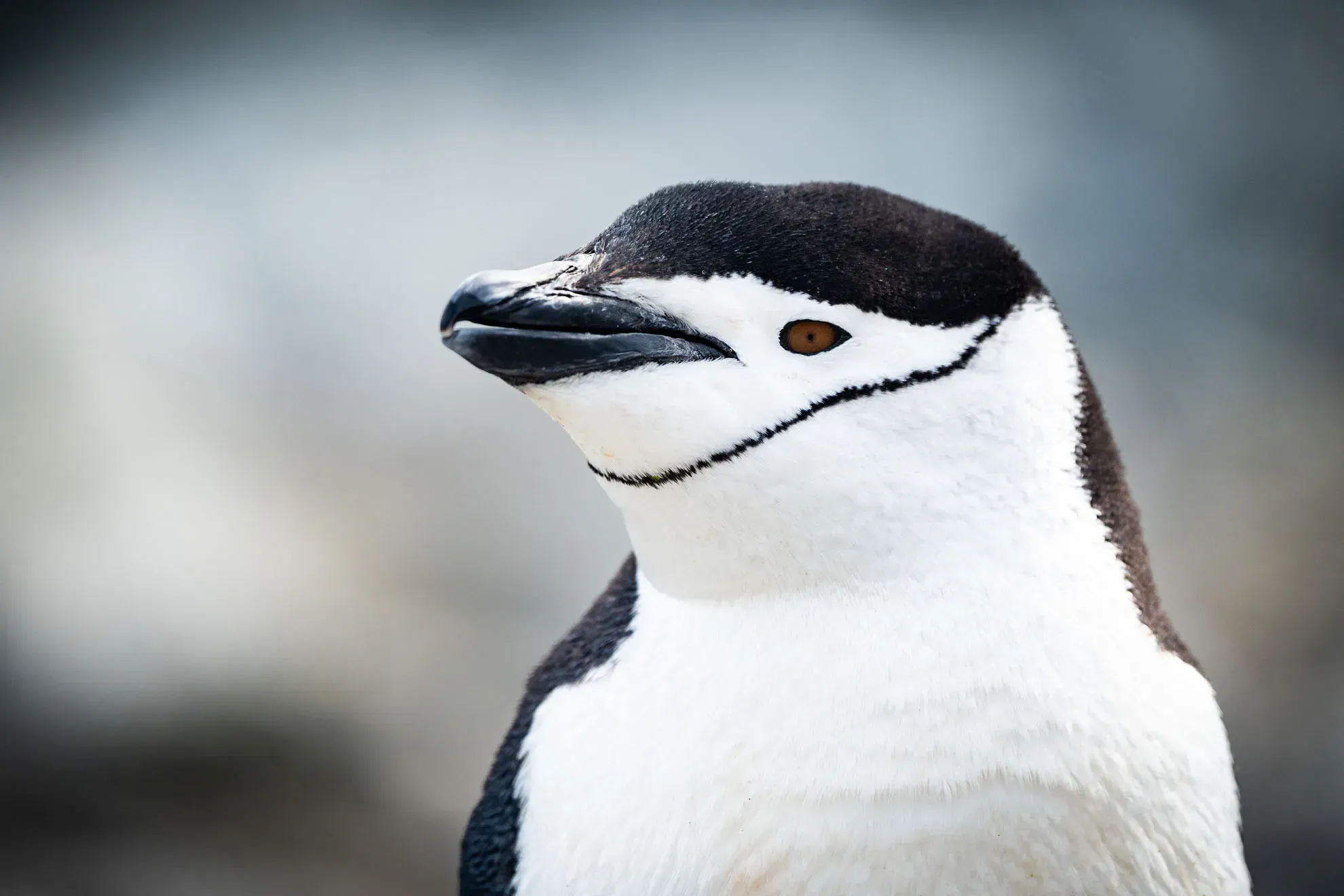 Pinguim bonito