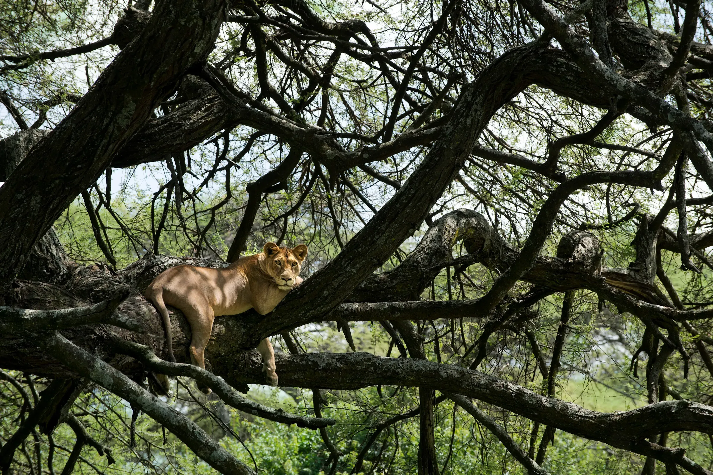tanzania-leoa-arvore