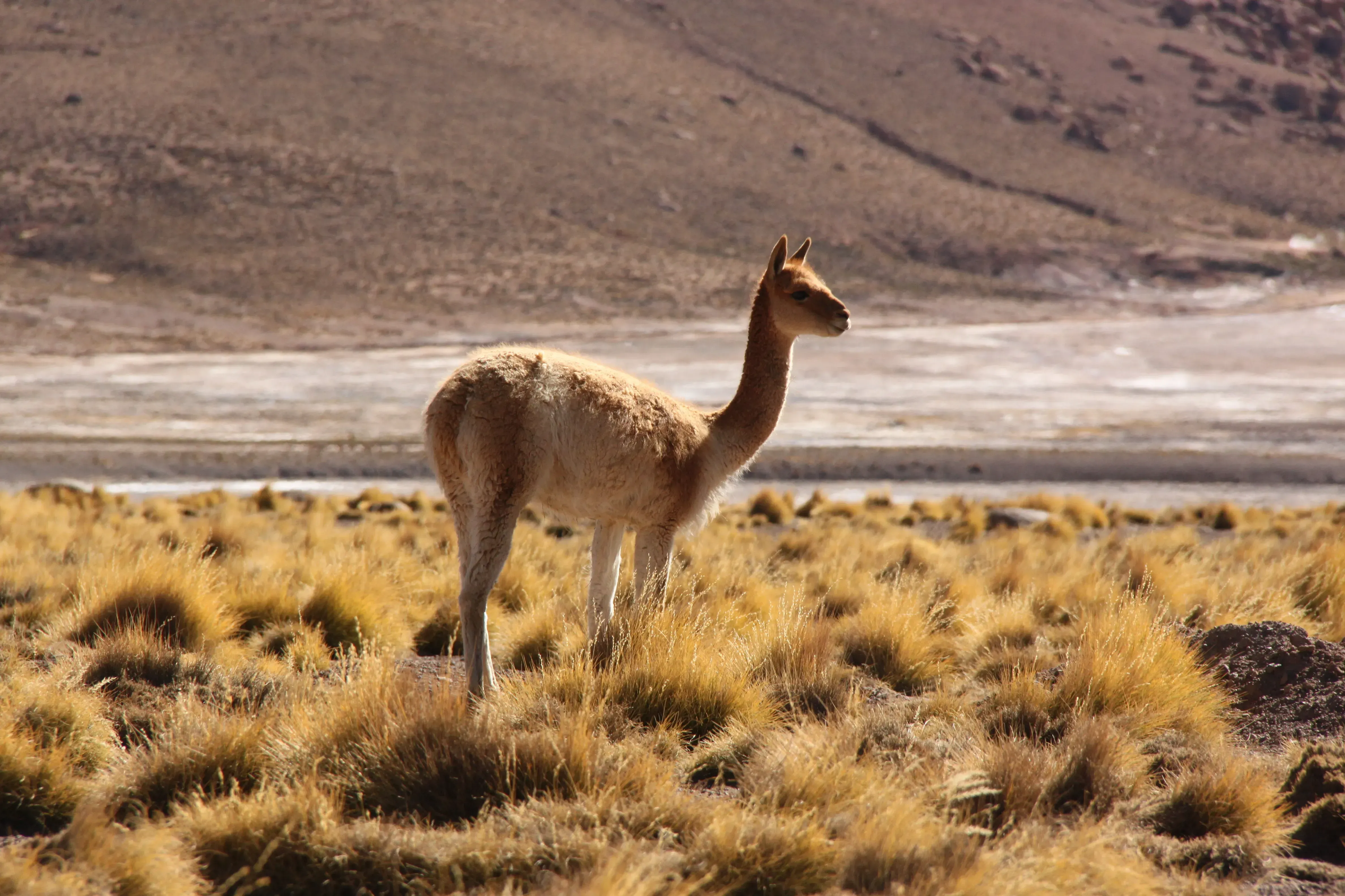 chile-atacama-alpaca