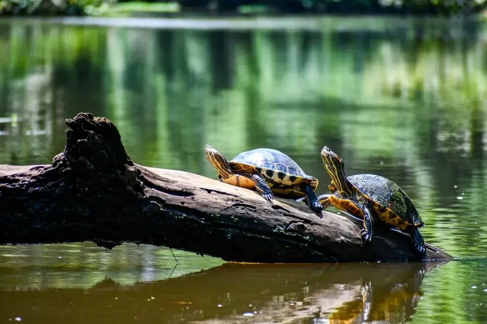 Tortuguero, Arenal e Manuel Antonio