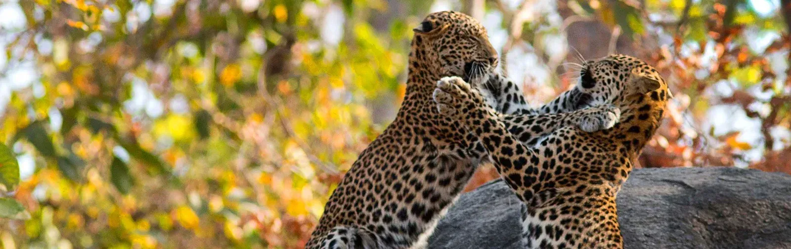 Trem Deccan Odyssey - Maharashtra Wild Trail