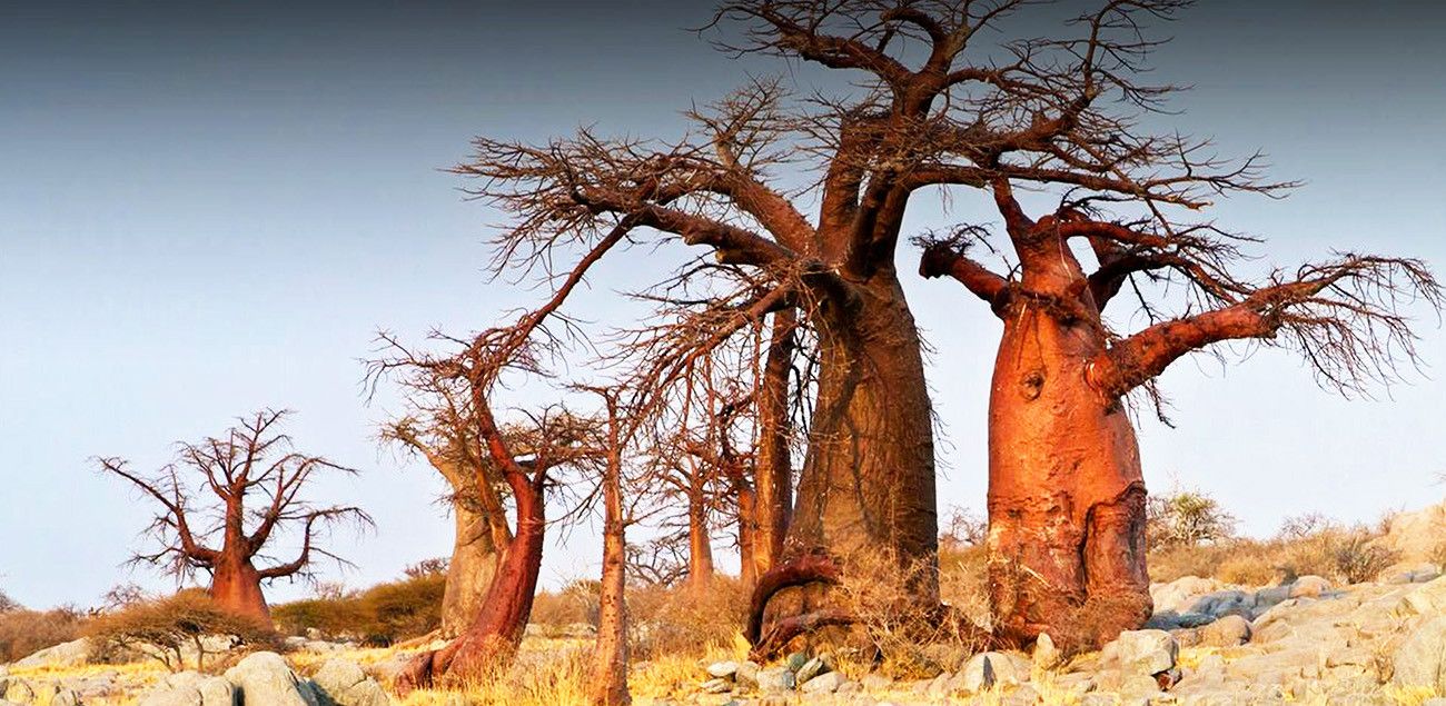 Pessoa em camelo no deserto