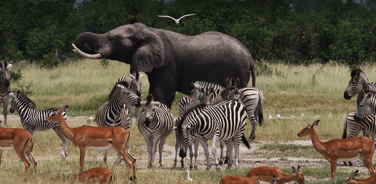 Maravilhas de Botswana