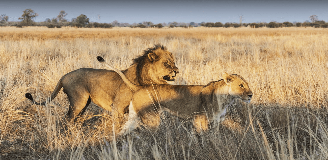 Pessoa em camelo no deserto