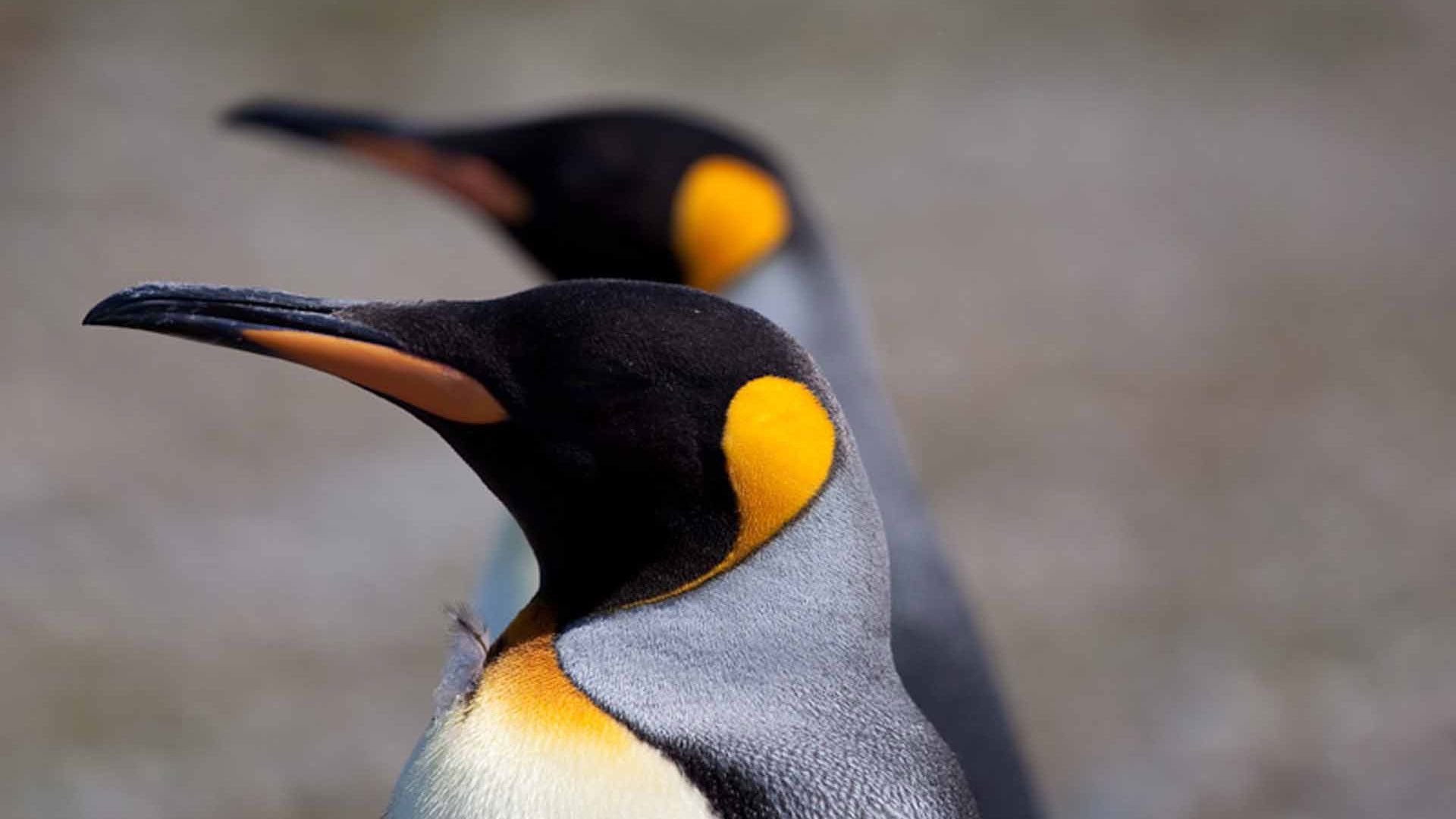 Pessoa em camelo no deserto