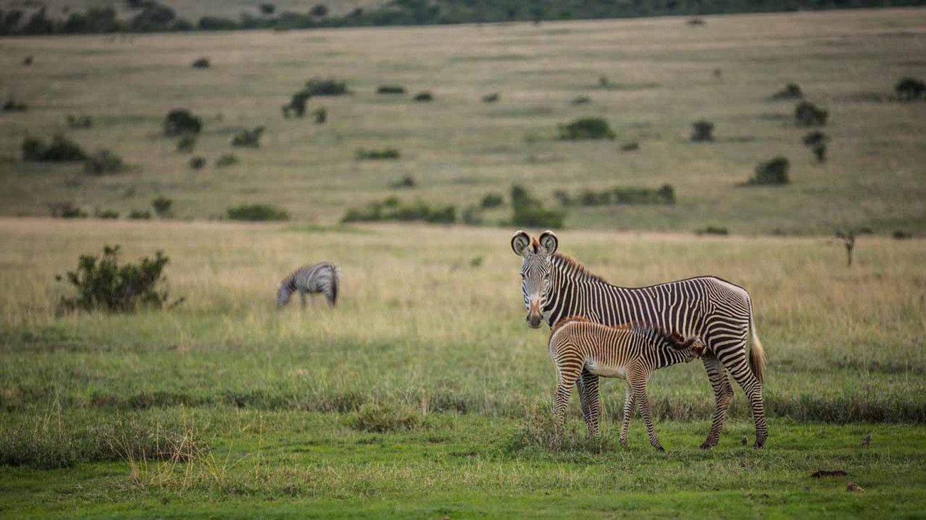 Sáfari em Família no Quênia