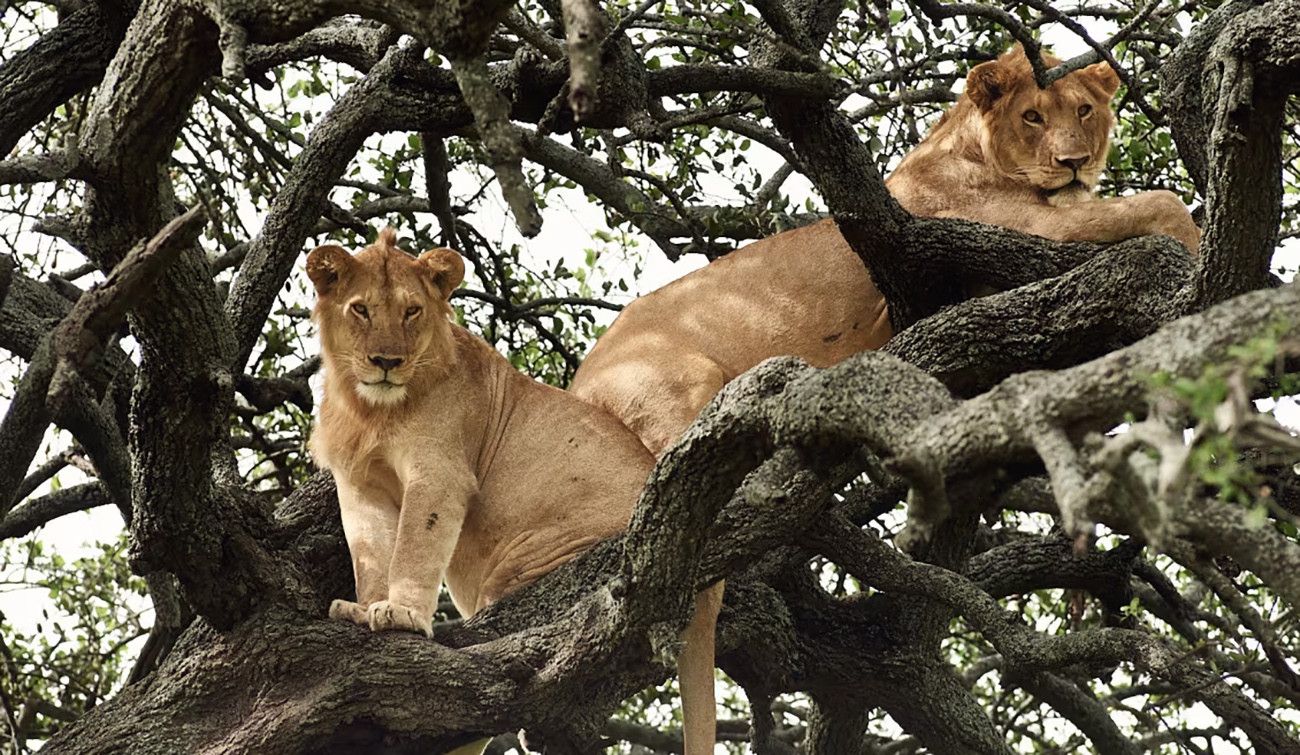 Pessoa em camelo no deserto
