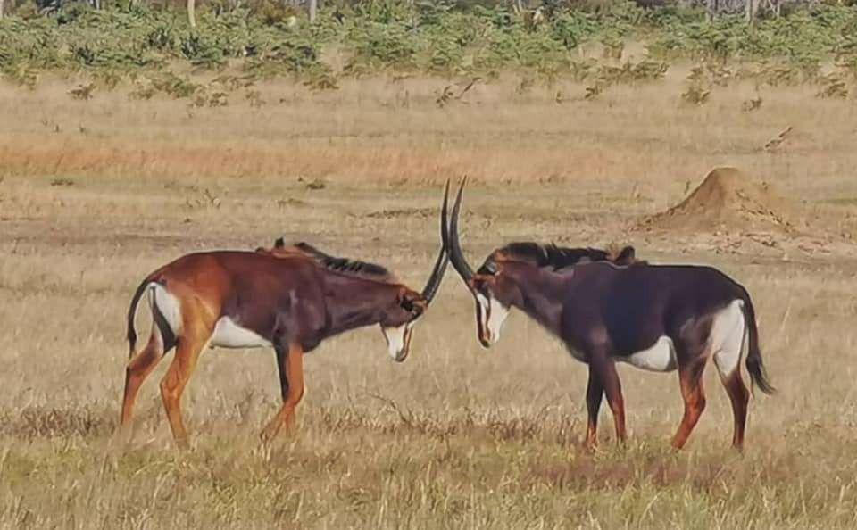 Pessoa em camelo no deserto