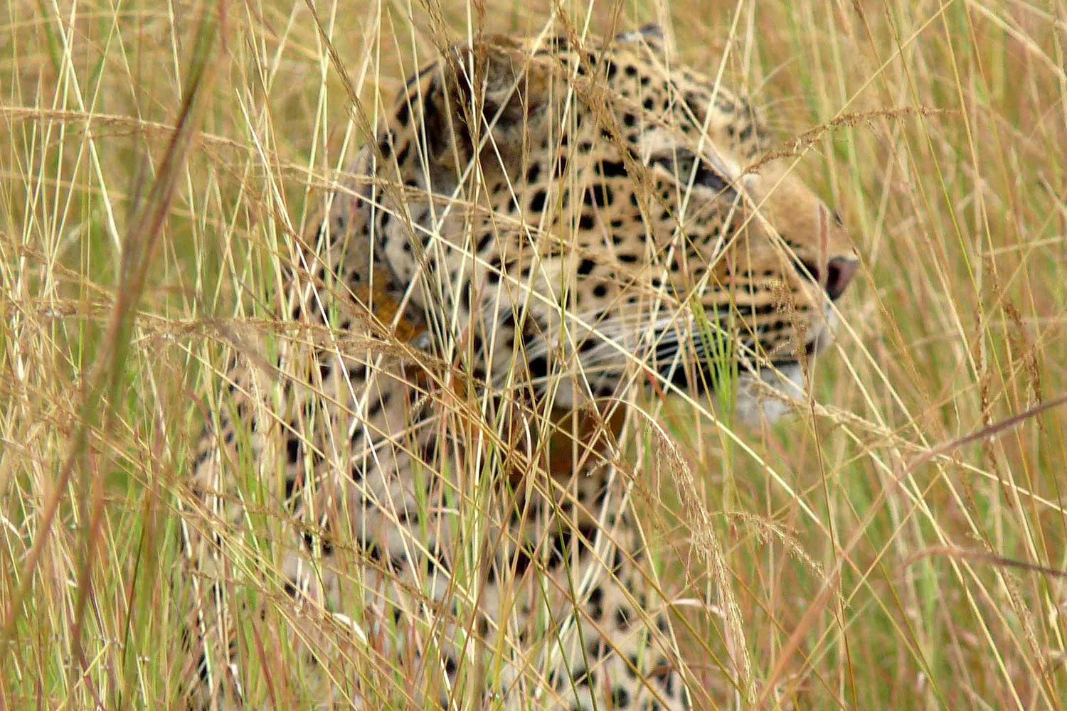 Gorilla Tracking em Uganda