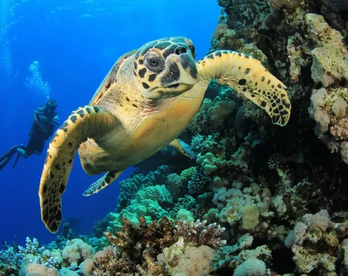Experiência de viagem Mergulho