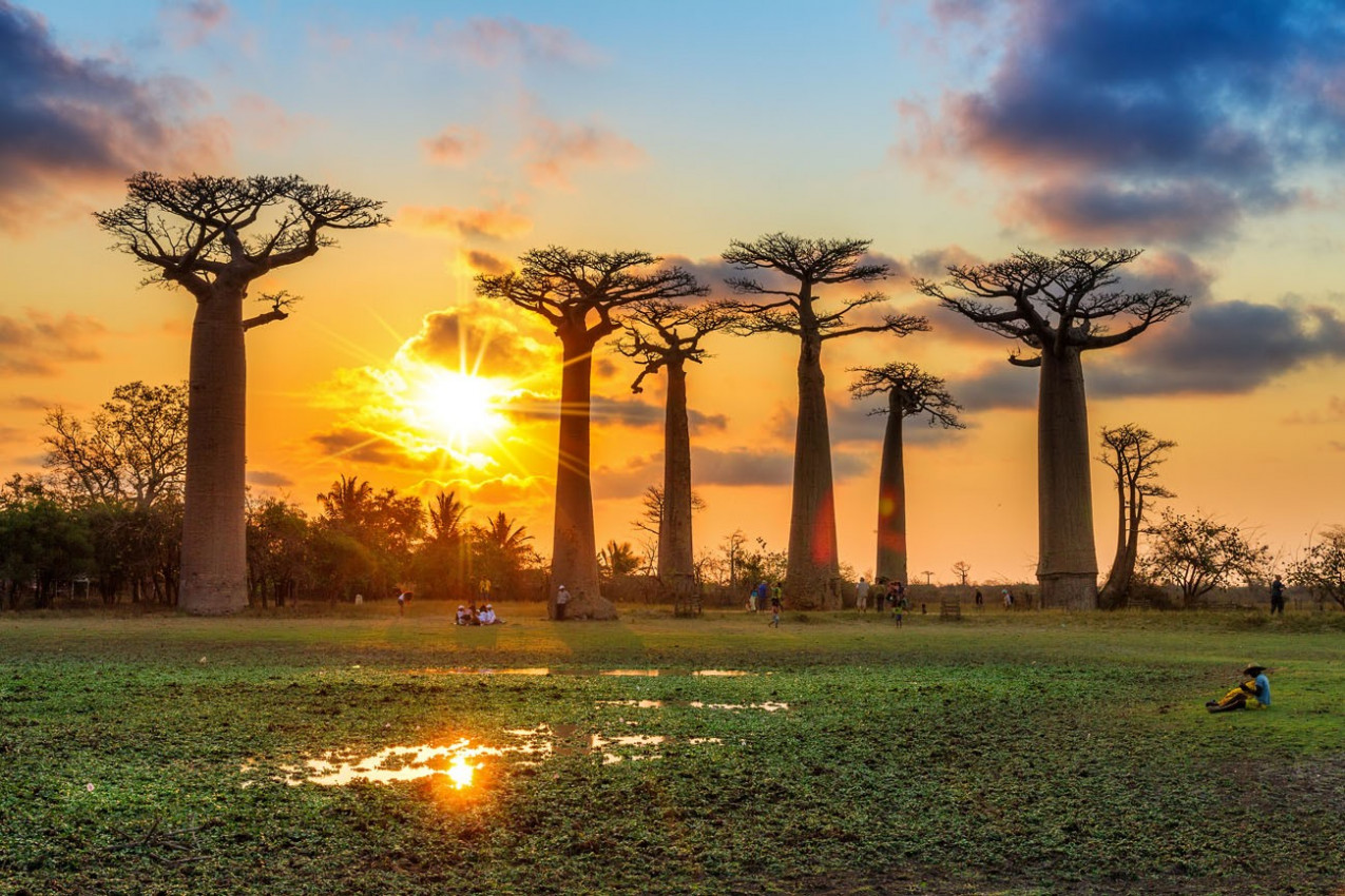 Árvore Baobab no Pôr do Sol