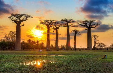 Árvore Baobab no Pôr do Sol