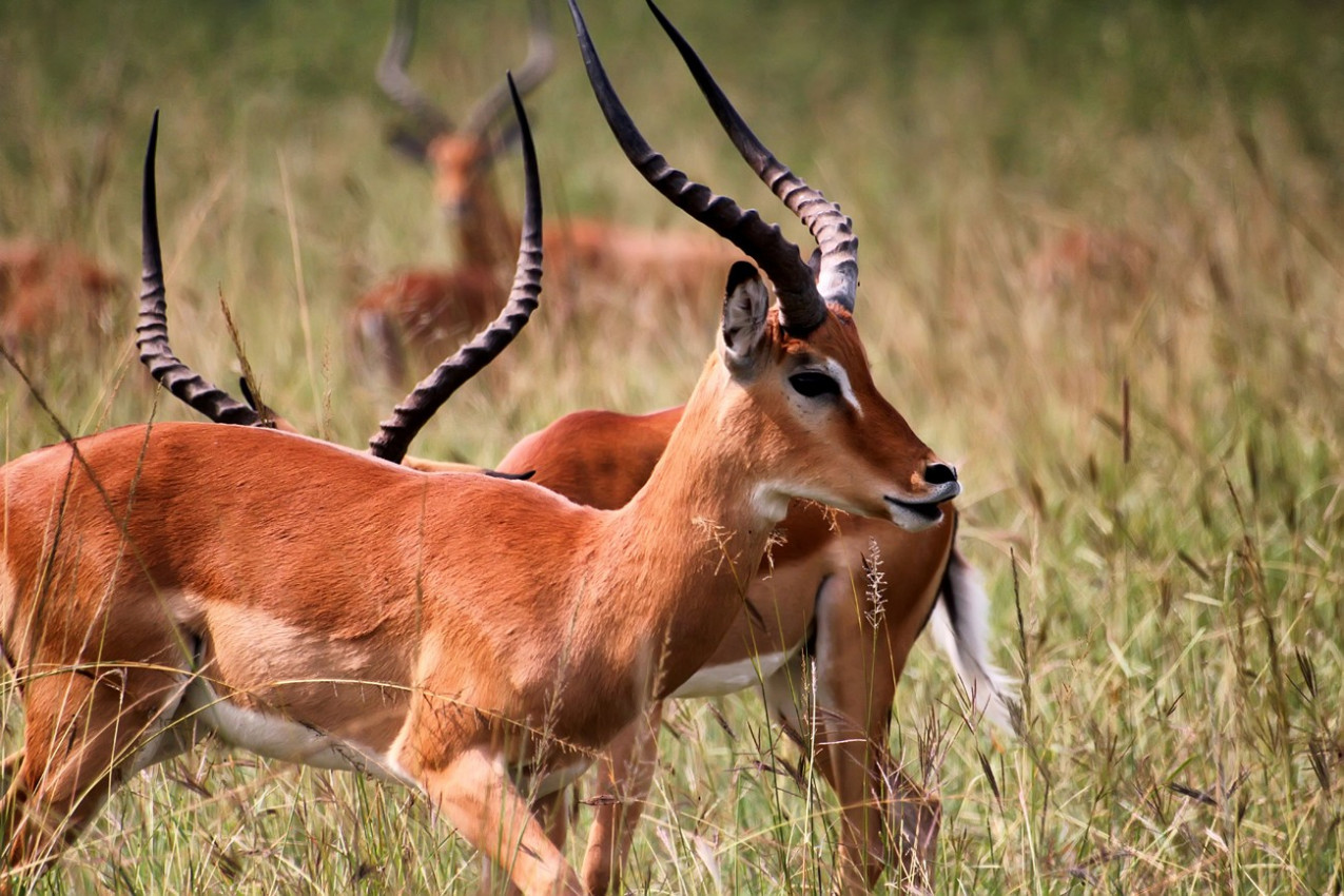 Antilope em Akagera Parque nacional em Ruanda