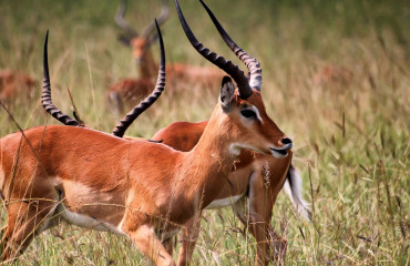 Antilope em Akagera Parque nacional em Ruanda