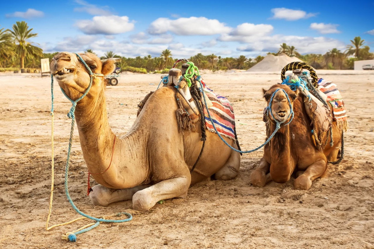 Camelo árabe ou Dromedary também chamado de camelo one-humped no deserto do Saara, Douz, Tunísia