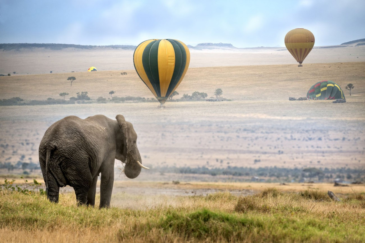 Elefante africano, balões de ar quente desembarque no fundo, Masai Mara National Reserve