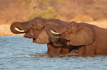 Elefantes Africanos Loxodonta Africana no Parque Nacional de Etosha
