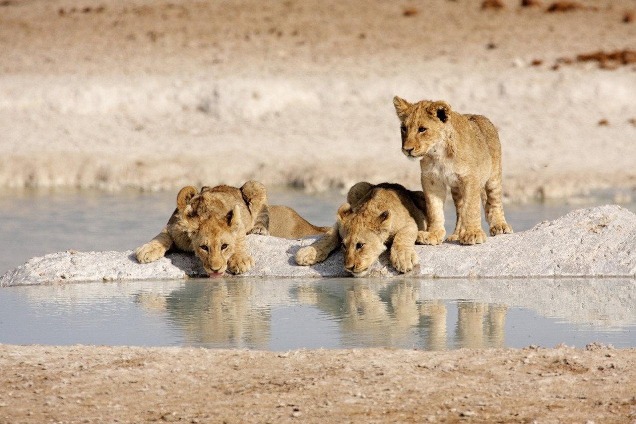 Filhos te Leão Namibia