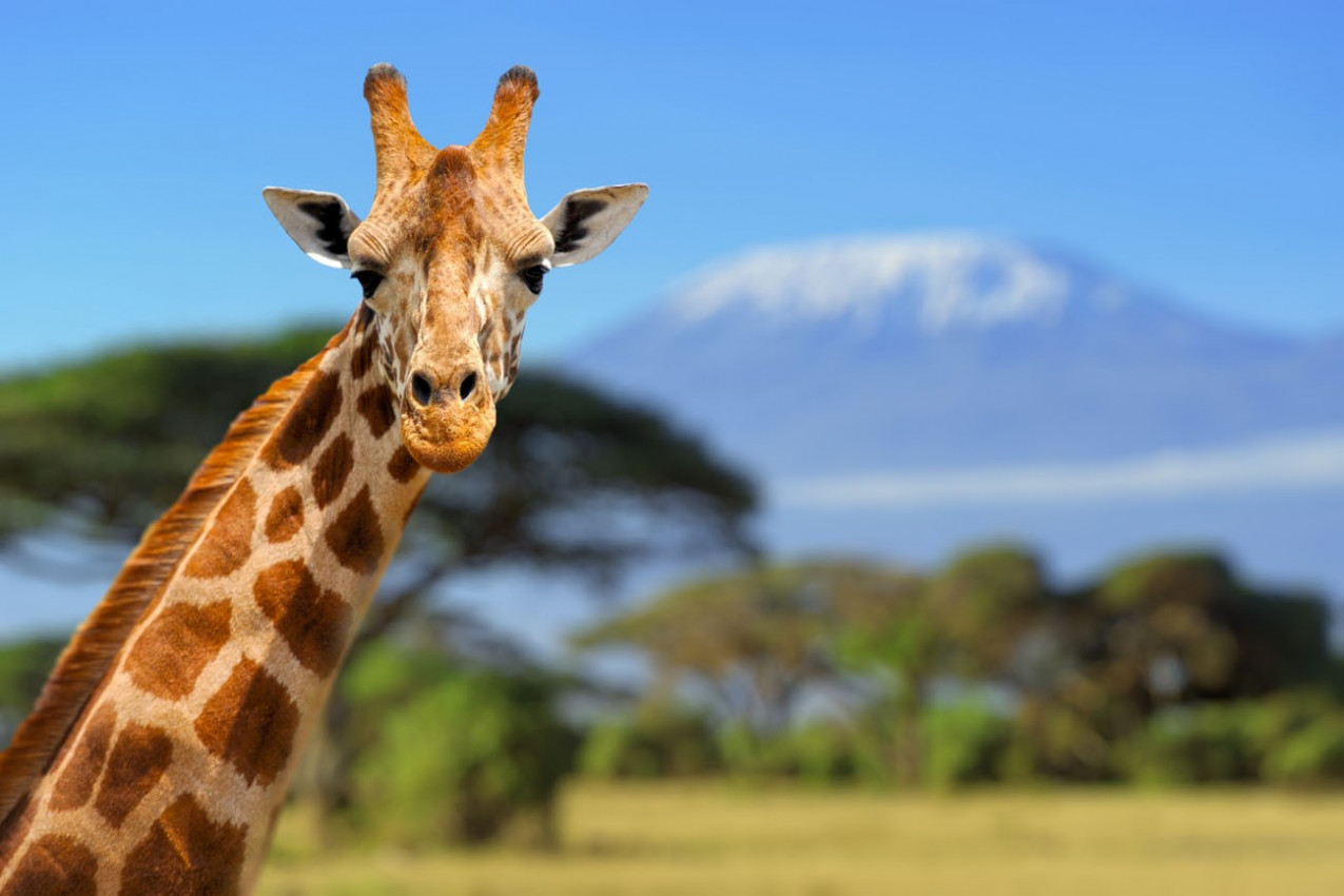 Girafa na frente da montanha Kilimanjaro Parque Nacional de Amboseli 