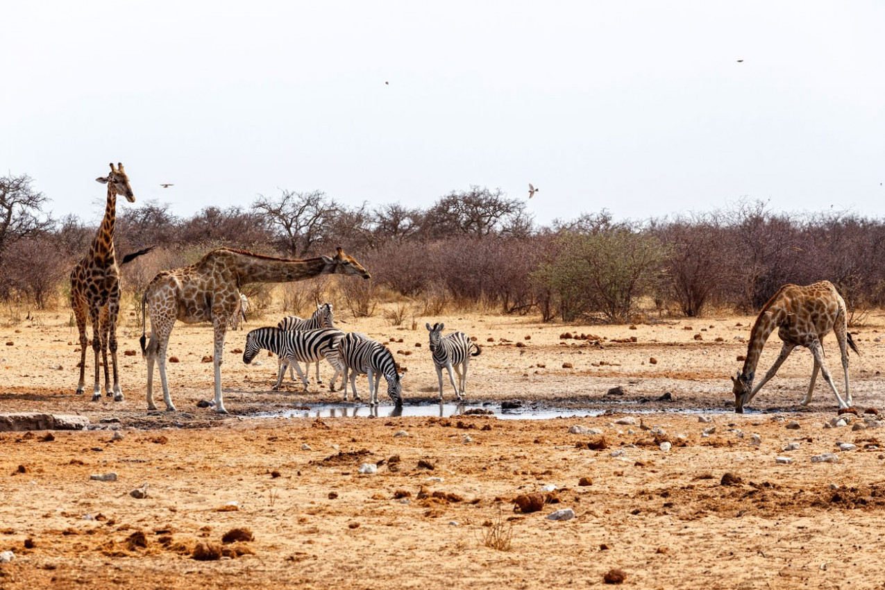 Girafas e Zebras no Etosha National Park