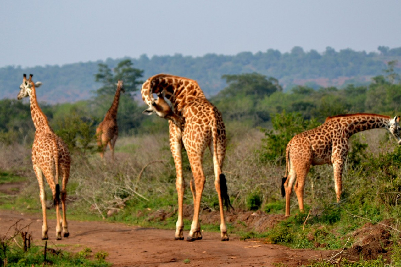 Girafas no Parque Nacional Akagera em Ruanda