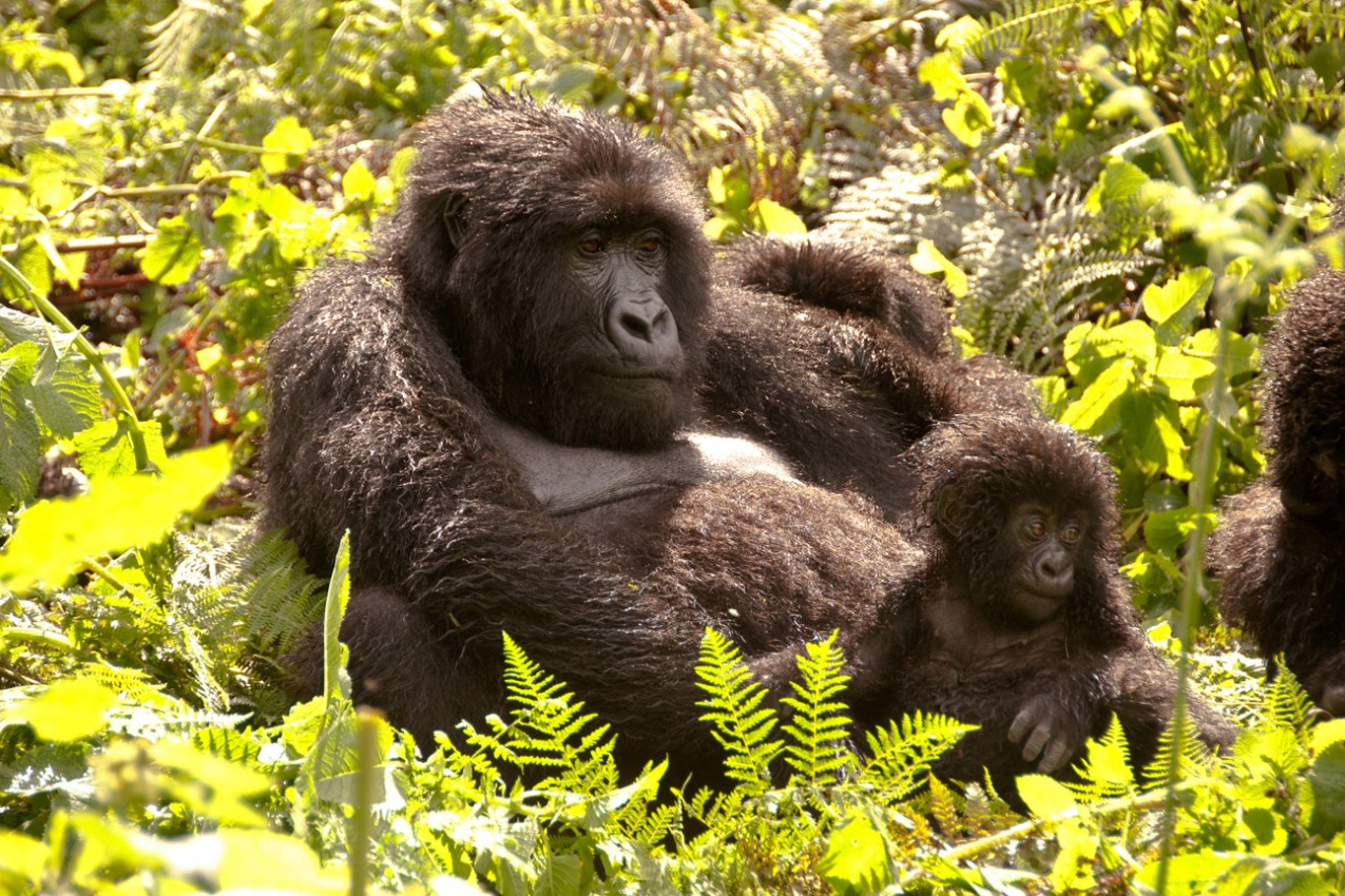 Highland Gorilla mãe e jovem que aprecia o sol, Ruanda