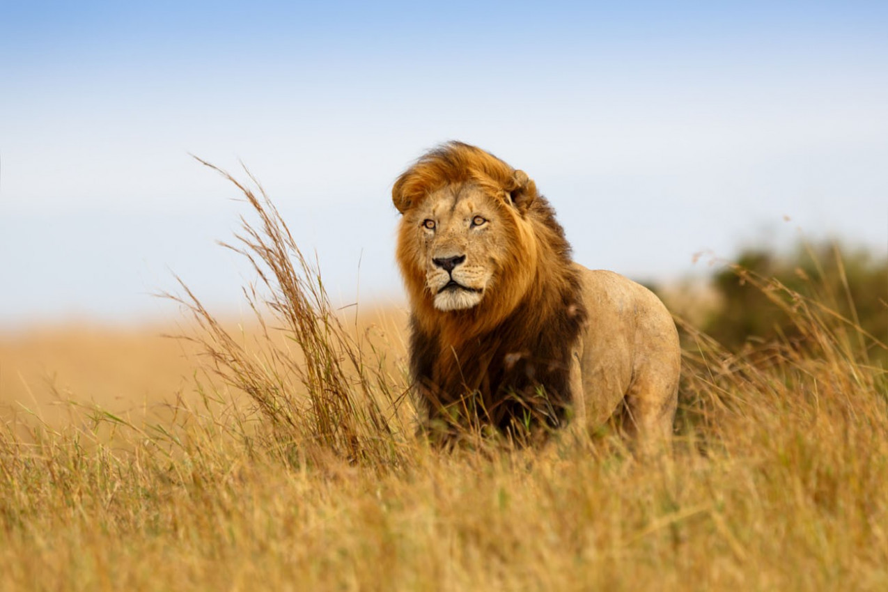Leão Caesar na grama de ouro de Masai Mara
