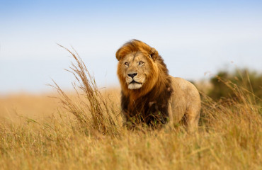 Leão Caesar na grama de ouro de Masai Mara