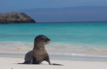 Leão Marinho filhote em Galapagos