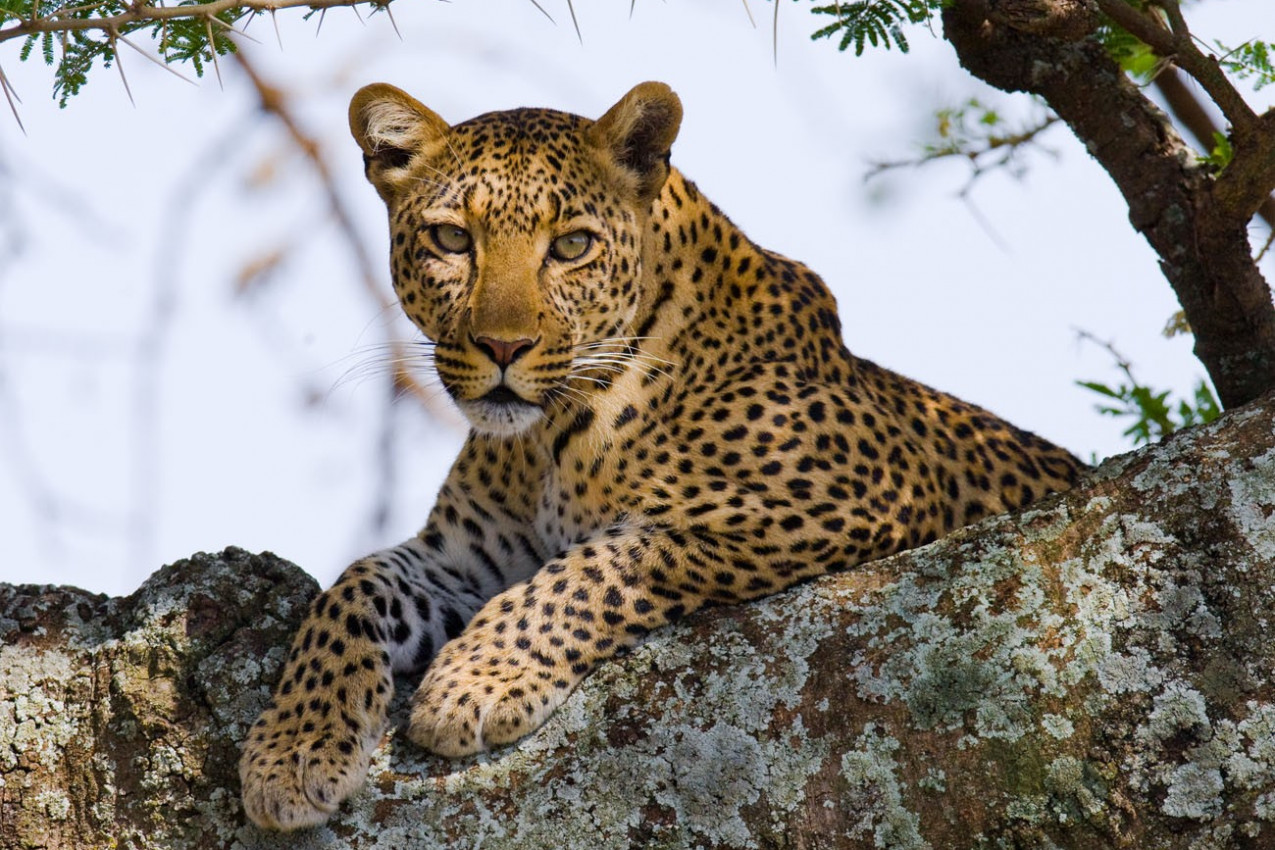 Leopardo na árvore. Tanzânia. Serengeti.