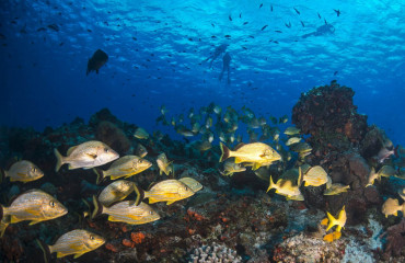 Peixes no lindo mar de Cozumel