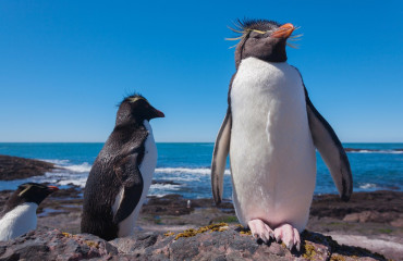 Pinguim de Rockhopper na Patagônia Chilena