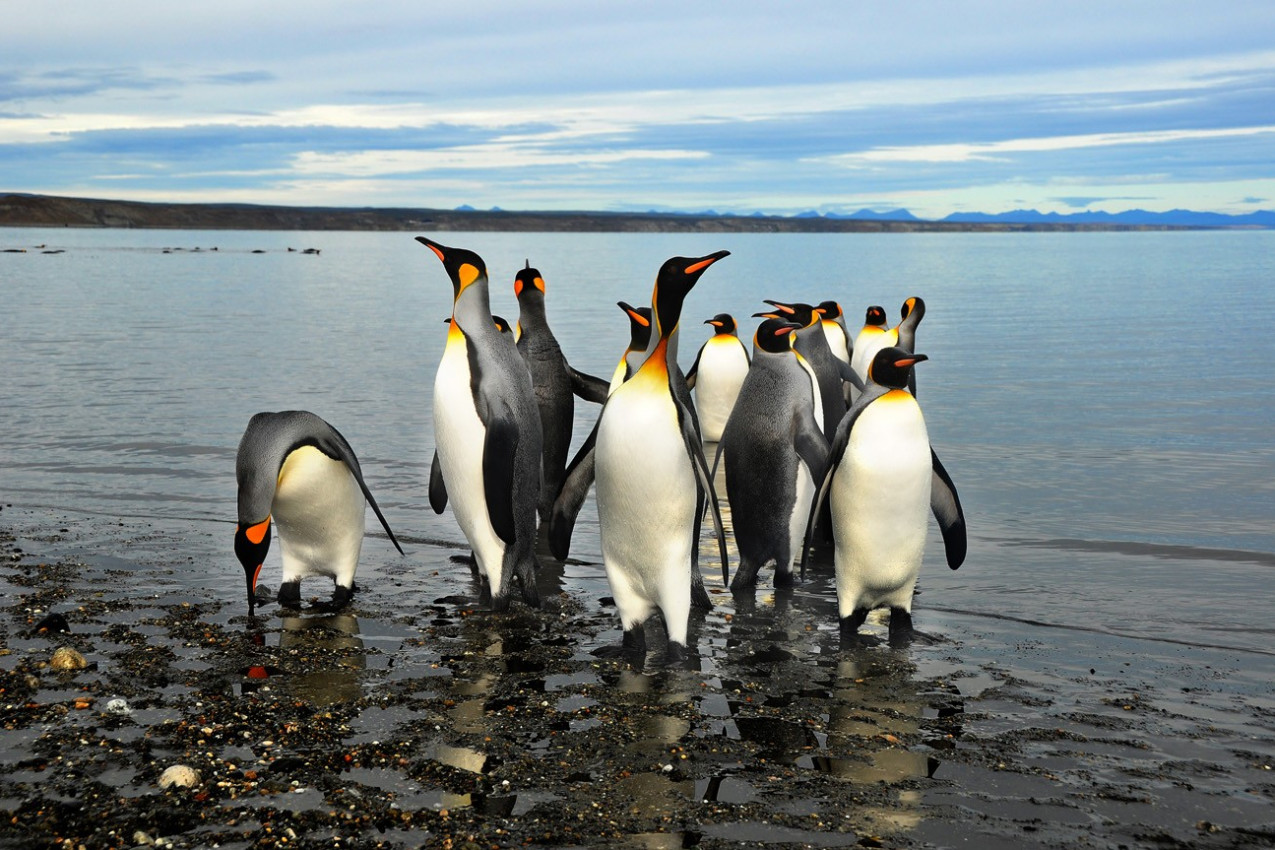 Pinguins na Terra do Fogo na Ushuaia